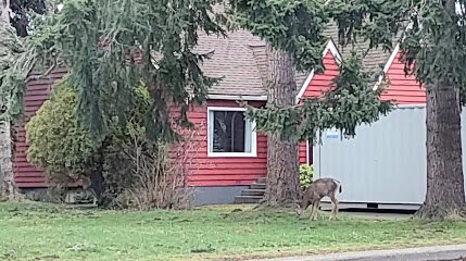 Red house with a deer grazing in the front yard, surrounded by tall trees in Bellingham, showcasing local wildlife and residential scenery.