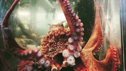 Octopus in aquarium at Marine Life Center, showcasing vibrant colors and tentacles, part of Bellingham's local attractions.